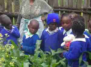 Widget asking your questions about the shamba