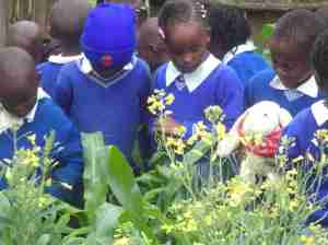 Widget learning about Kale and Maize